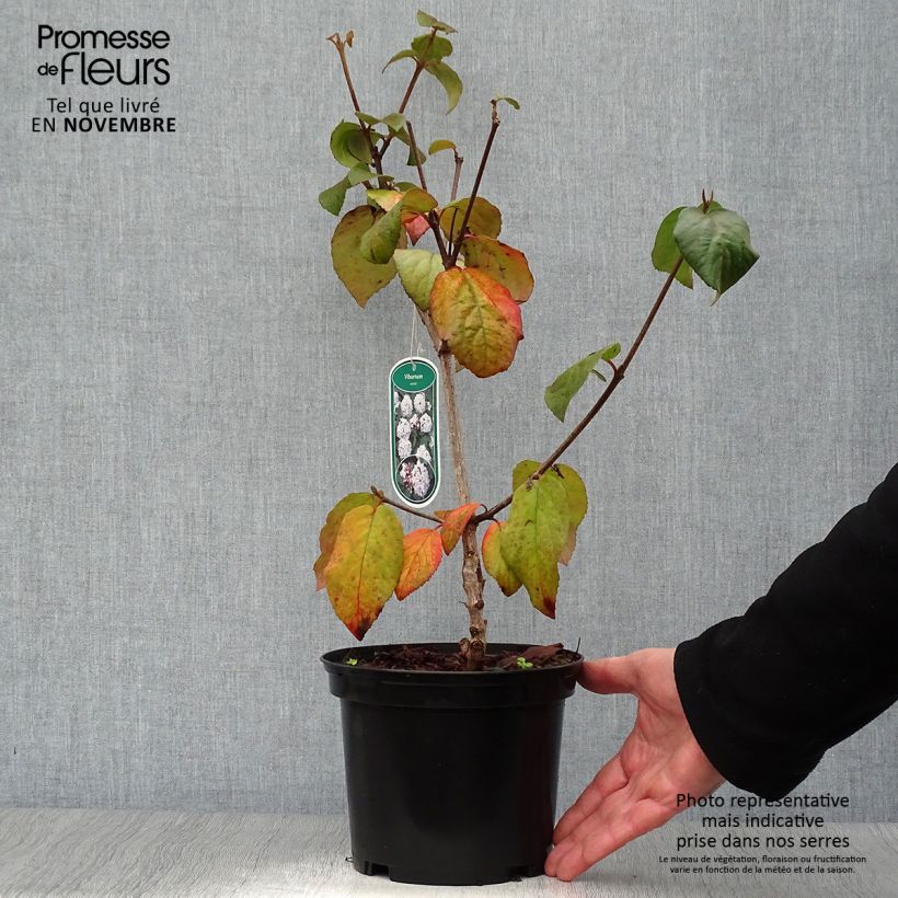 Ejemplar de Viburnum carlesii Caprifoliaceae - Viburno Maceta 2L/3L entregado en otoño