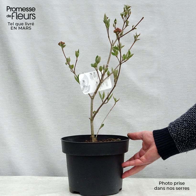 Viburnum carlesii Caprifoliaceae - Viburno Maceta 4L/5L Ejemplar entregado en invierno