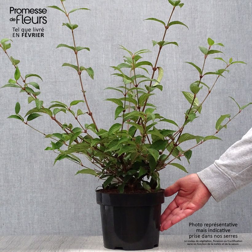 Ejemplar de Viburnum plicatum Kilimanjaro Sunrise - Viburno de China Maceta 2L/3L entregado en otoño