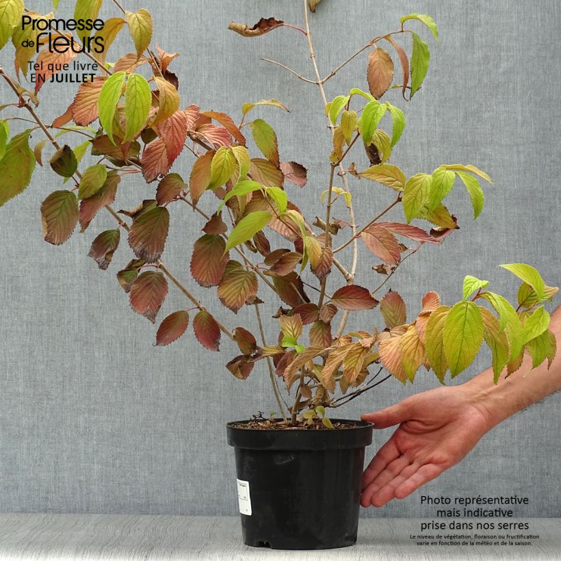 Ejemplar de Viburnum plicatum Mariesii - Viburno de China Maceta 3L/4L entregado en verano