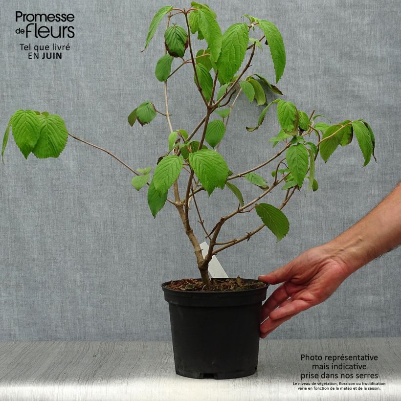 Ejemplar de Viburnum plicatum mariesii Shasta - Viburno de China Maceta 3L/4L entregado en verano