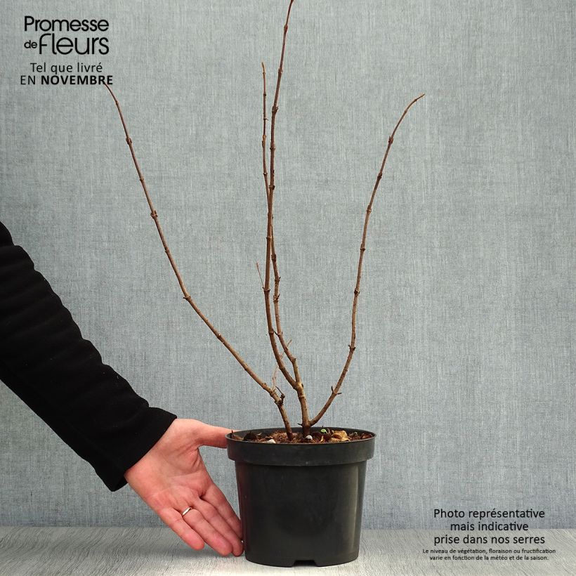 Ejemplar de Viburnum plicatum Tomentosum - Viburno de China Maceta 2L/3L entregado en otoño