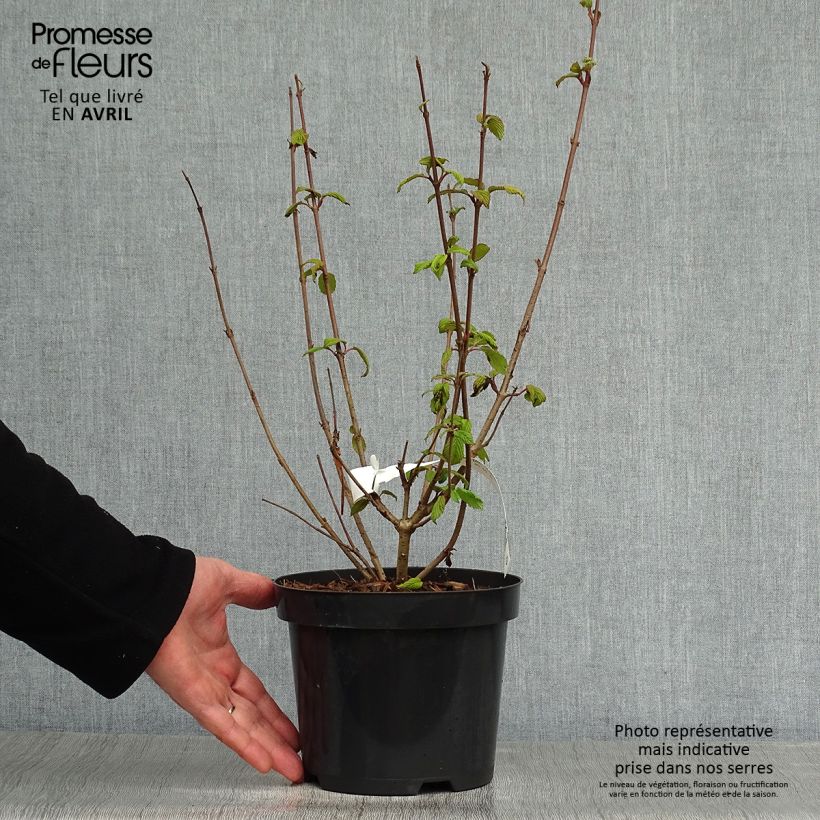 Viburnum plicatum Tomentosum - Viburno de China Maceta 2L/3LAltura de entrega aprox. 40/60cm Ejemplar entregado en la primavera