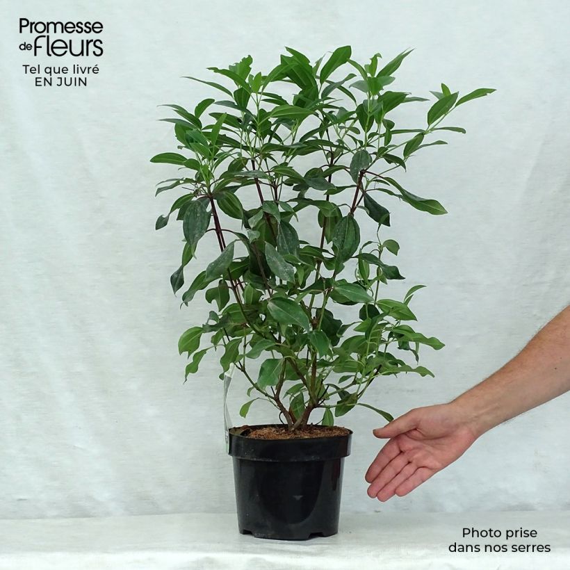 Ejemplar de Viburnum davidii Angustifolium - Viburno chino Maceta 3L/4L entregado en verano