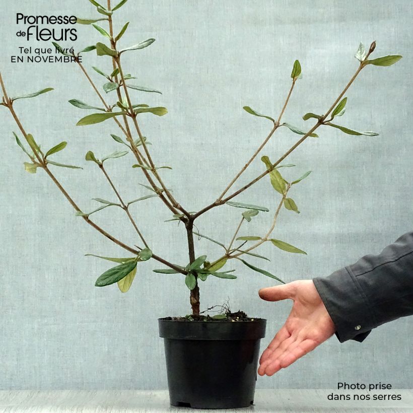 Ejemplar de Viburnum Pragense - Viburno Maceta 3L/4L entregado en otoño