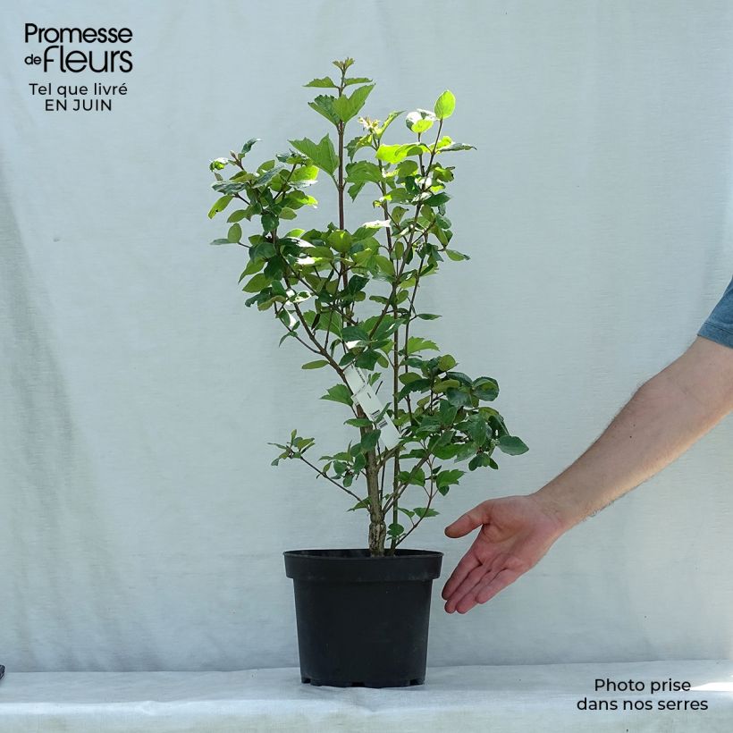 Ejemplar de Viburnum burkwoodii Mohawk - Viburno Maceta 4L/5LAltura de entrega aprox. 50/60cm entregado en verano