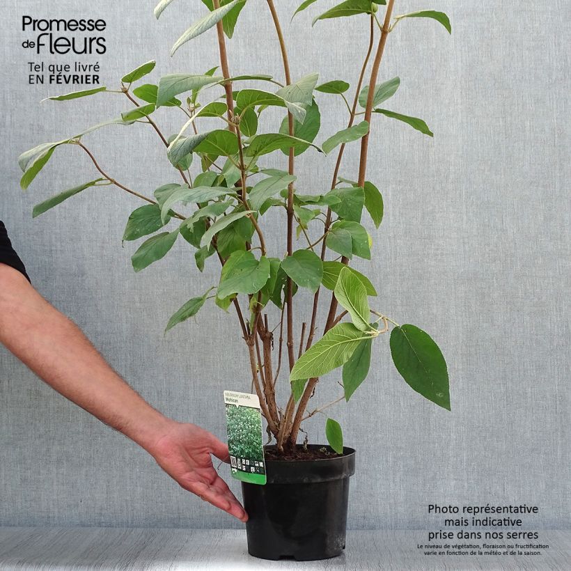 Ejemplar de Viburnum lantana Mohican - Morrionera Maceta 3L/4L entregado en otoño