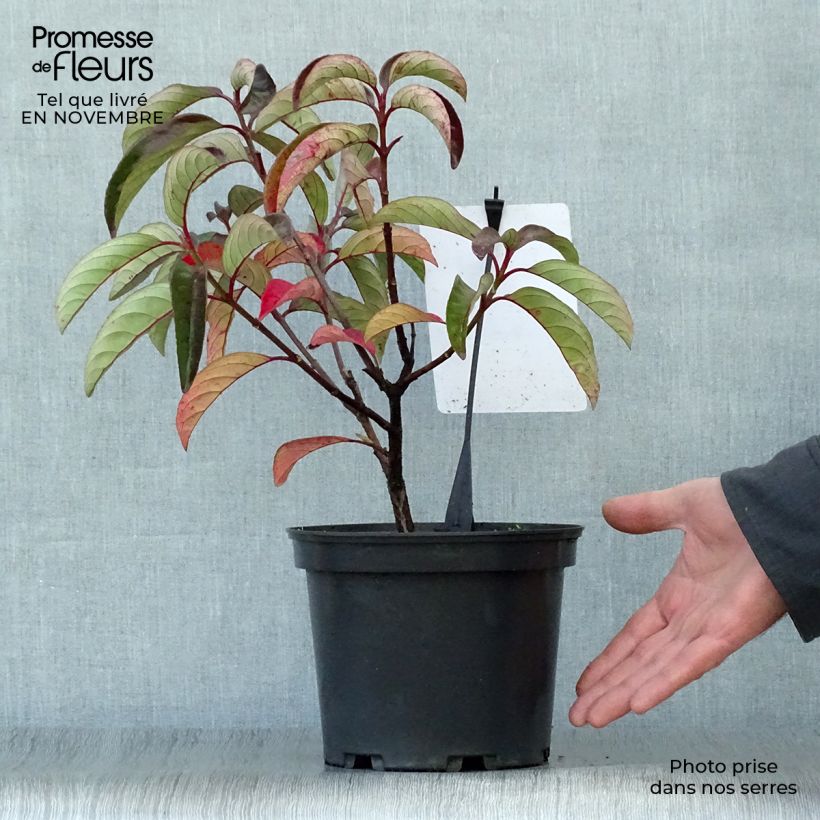 Ejemplar de Viburnum Le Bois Marquis - Viburno Maceta 3L/4L entregado en otoño
