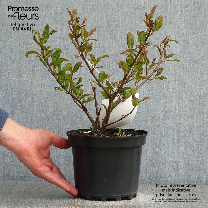 Viburnum Le Bois Marquis - Viburno Maceta 3L/4LAltura de entrega aprox. 30/40cm Ejemplar entregado en la primavera