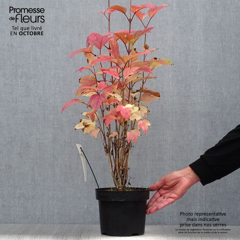 Ejemplar de Viburnum trilobum Bailey Compact - Viburno Maceta 3L/4L entregado en otoño