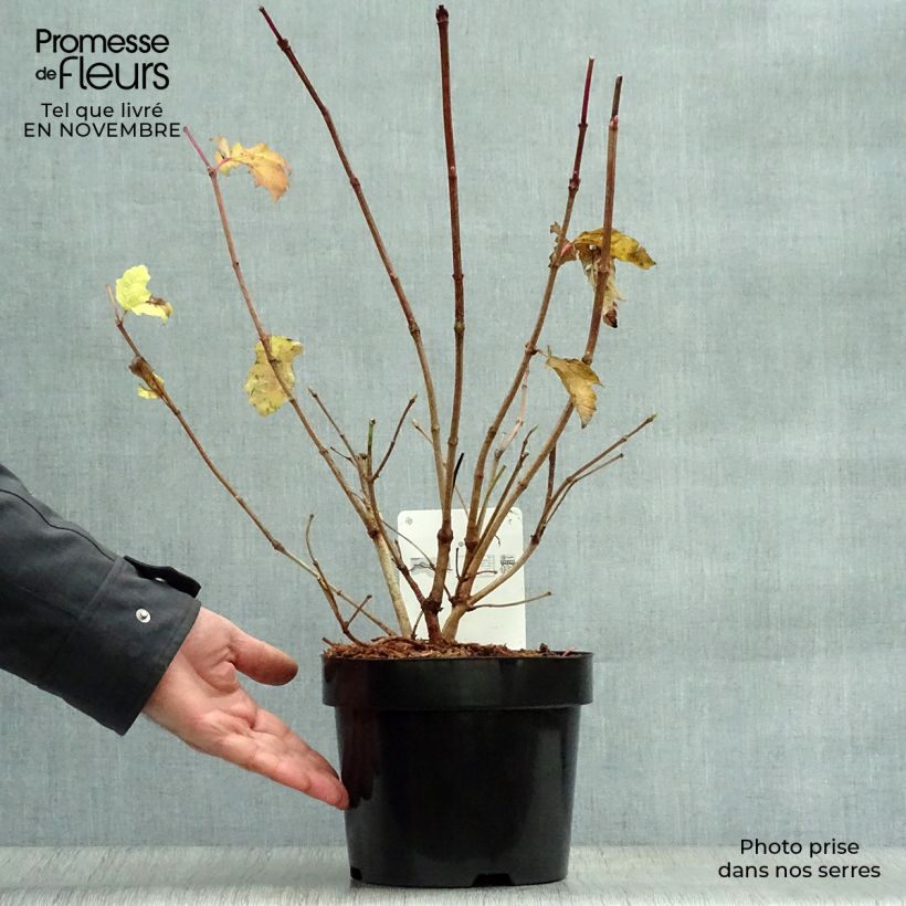Ejemplar de Viburnum trilobum Wentworth - Viburno Maceta 3L/4L entregado en otoño