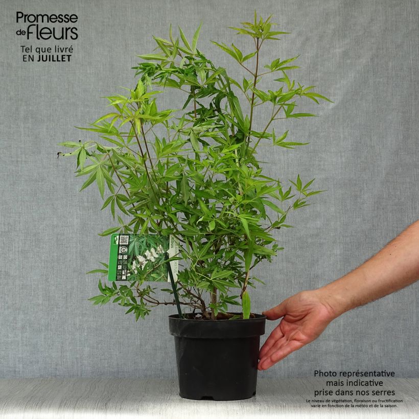 Ejemplar de Vitex agnus-castus Albus - Sauzgatillo Maceta 3L/4LAltura de entrega aprox. 15/25cm entregado en verano