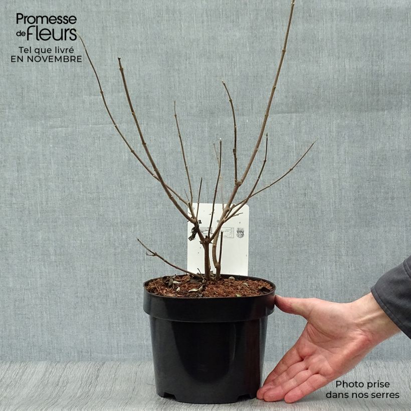 Ejemplar de Vitex agnus-castus Latifolia - Sauzgatillo Maceta 2L/3L entregado en otoño