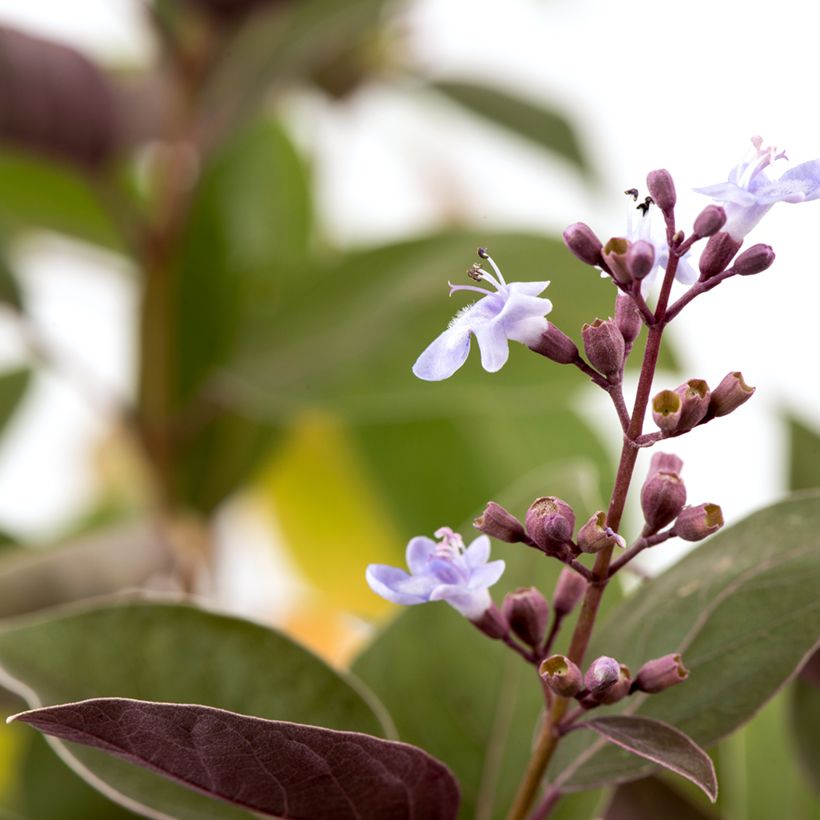 Vitex trifolia Purpurea (Floración)