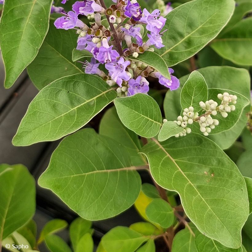 Vitex agnus-castus Chicagoland Blues - Sauzgatillo (Follaje)