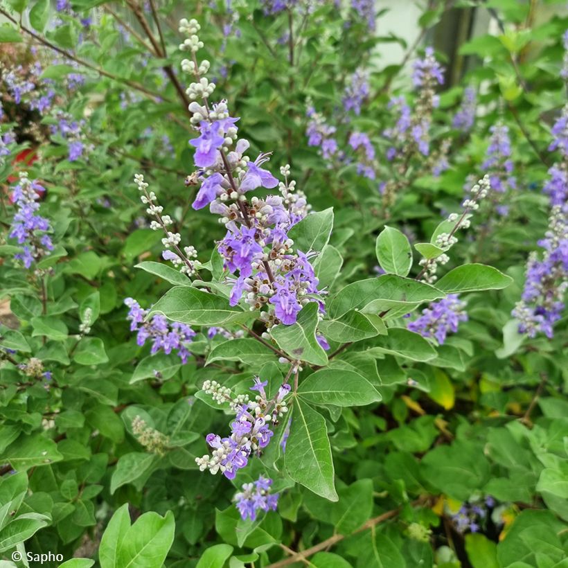 Vitex agnus-castus Chicagoland Blues - Sauzgatillo (Floración)