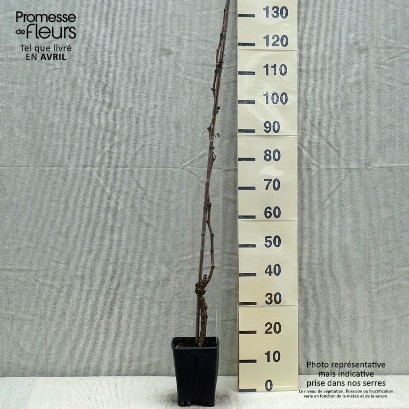 Vid Ametista Maceta 1,5L/2LAltura de entrega aprox. 110/120cm Ejemplar entregado en la primavera