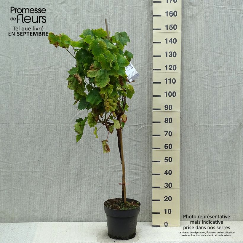 Ejemplar de Vid Picurka Maceta 7,5L/10L entregado en otoño
