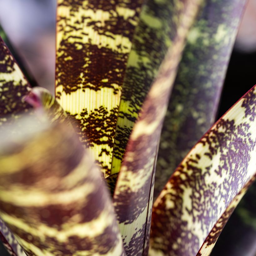 Vriesea Splendens - Pluma de indio (Follaje)