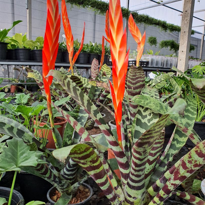 Vriesea Splendens - Pluma de indio (Porte)