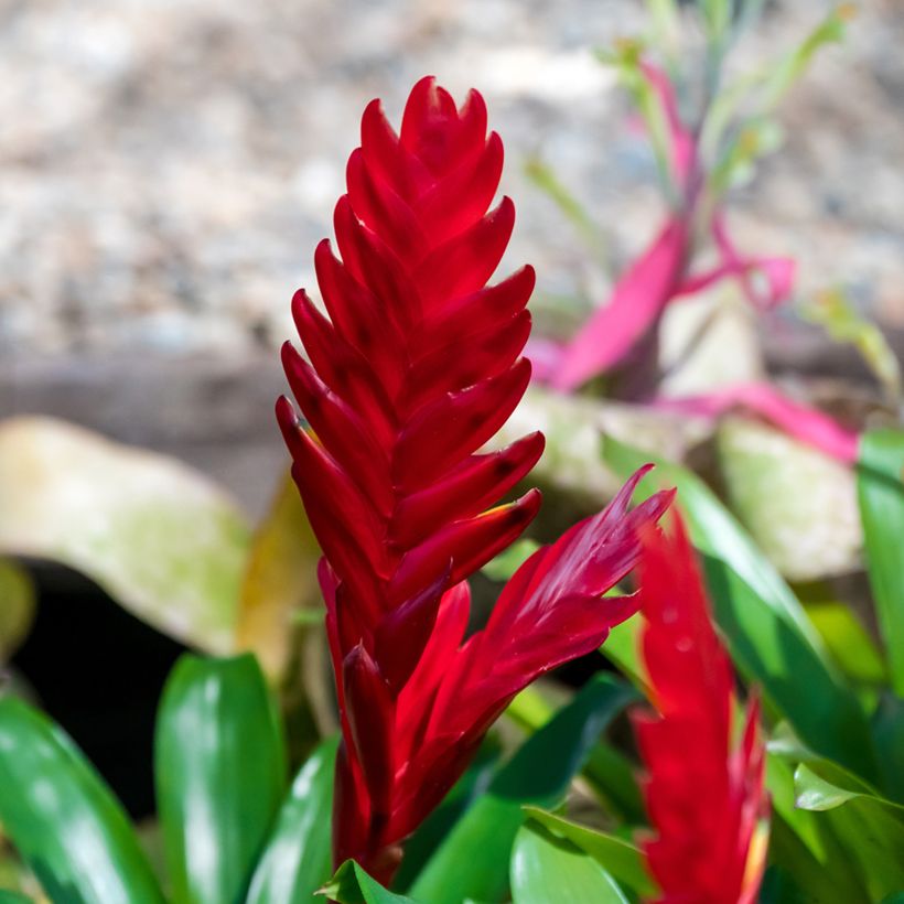 Vriesea Christiane (Floración)