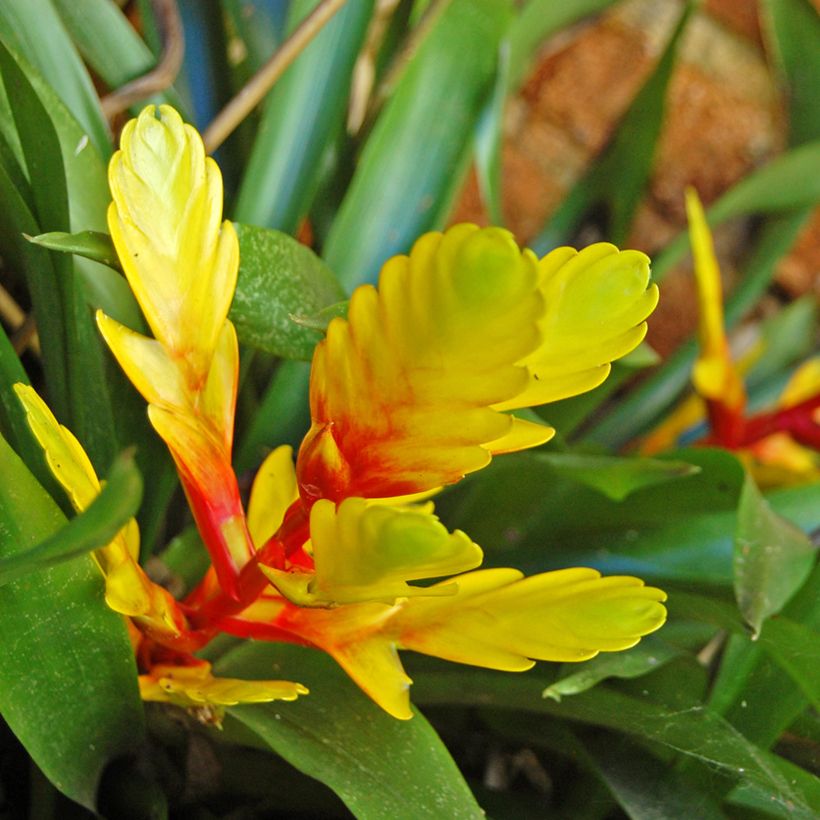 Vriesea Delphinus (Floración)