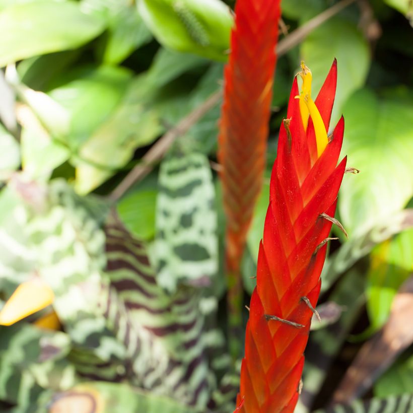 Vriesea Favoriet (Floración)