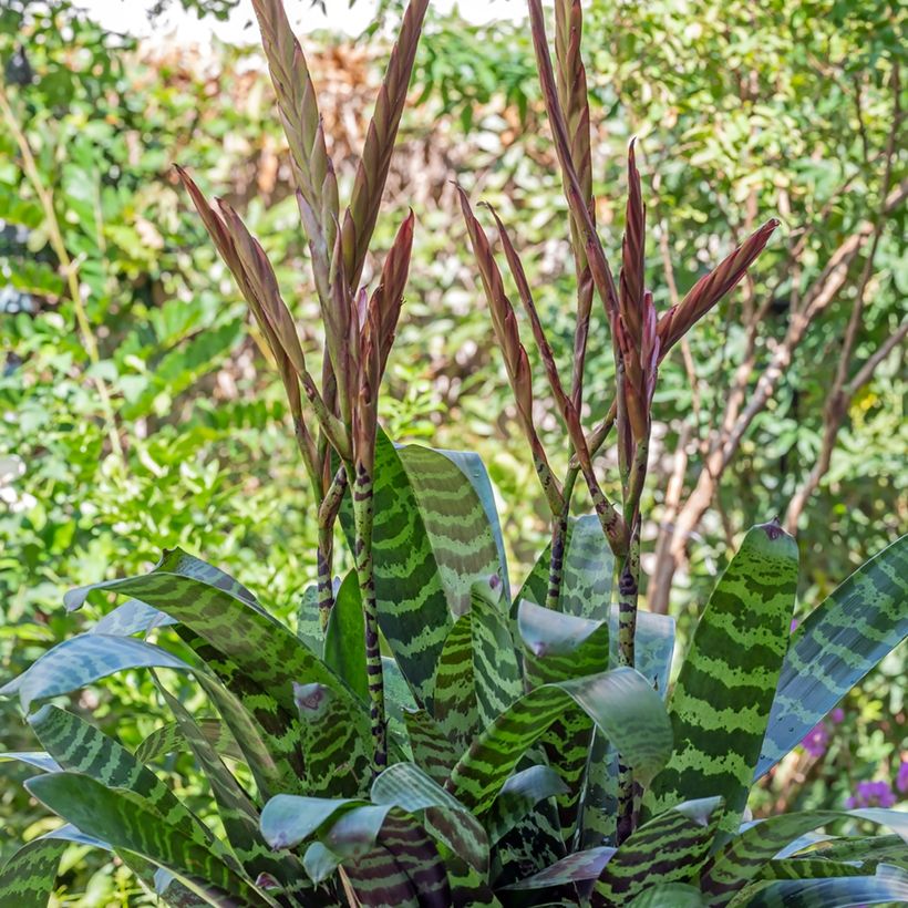 Vriesea Favoriet (Porte)
