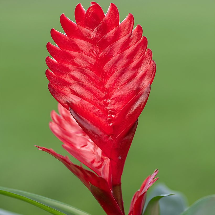Vriesea Kallisto (Floración)