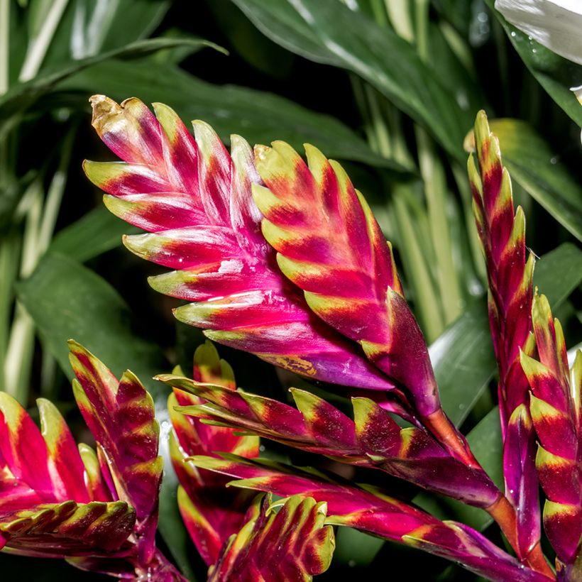 Vriesea Vogue (Floración)