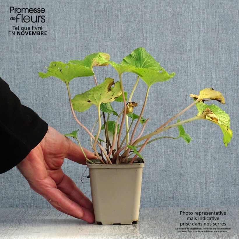 Ejemplar de Wasabi - Eutrema japonica Maceta de 8/9 cm entregado en otoño