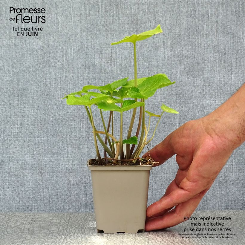 Ejemplar de Wasabi - Eutrema japonica Maceta de 8/9 cm entregado en verano