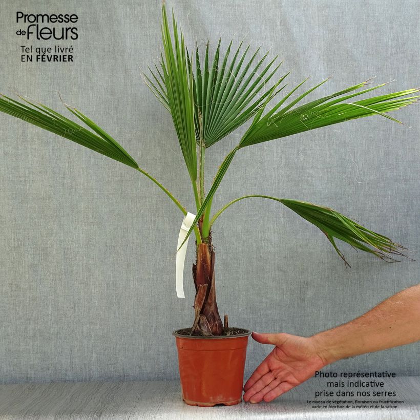 Ejemplar de Washingtonia robusta - Palmera de abanico Maceta 2L/3L entregado en otoño