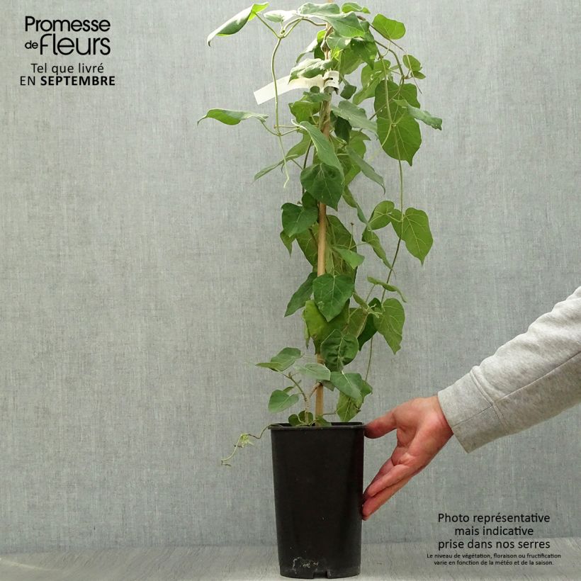Ejemplar de Dregea sinensis - Dregea china Maceta 2L/3L entregado en otoño