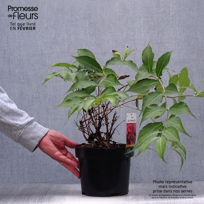 Ejemplar de Weigela All Summer Red - Veigela Maceta 3L/4L entregado en otoño
