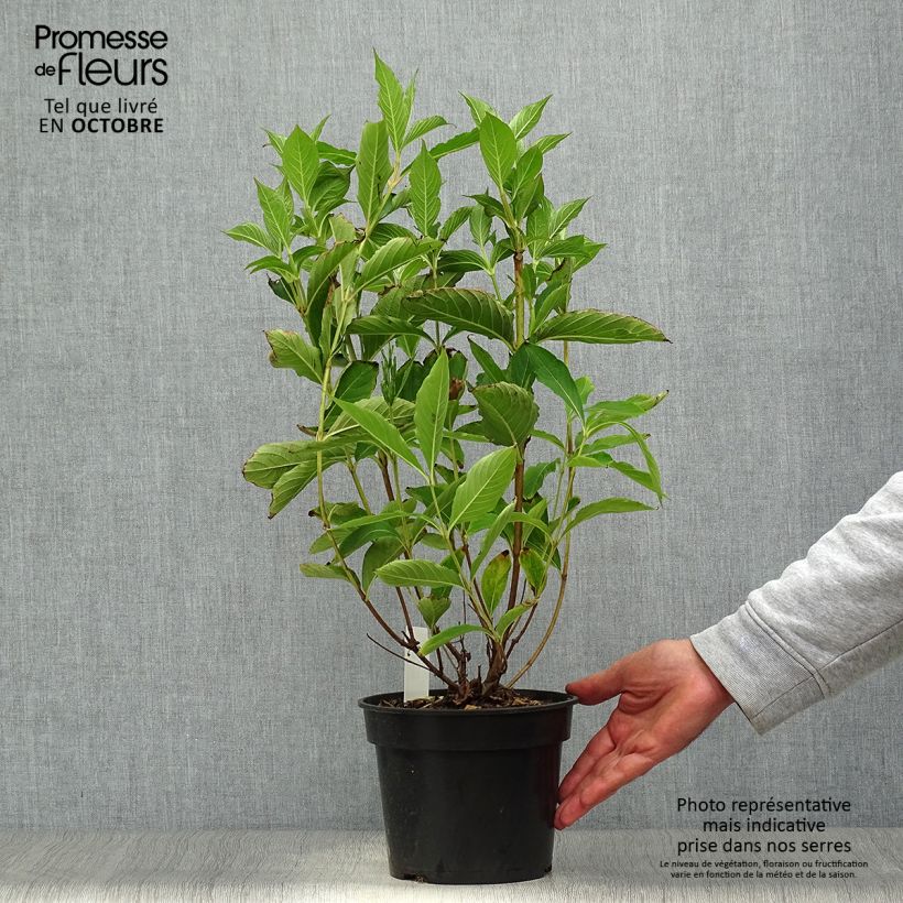 Ejemplar de Weigela Candida - Veigela Maceta 3L/4L entregado en otoño