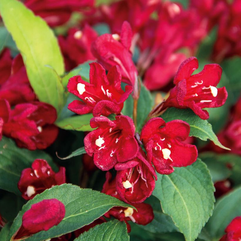 Weigela Cherry Love - Veigela (Floración)