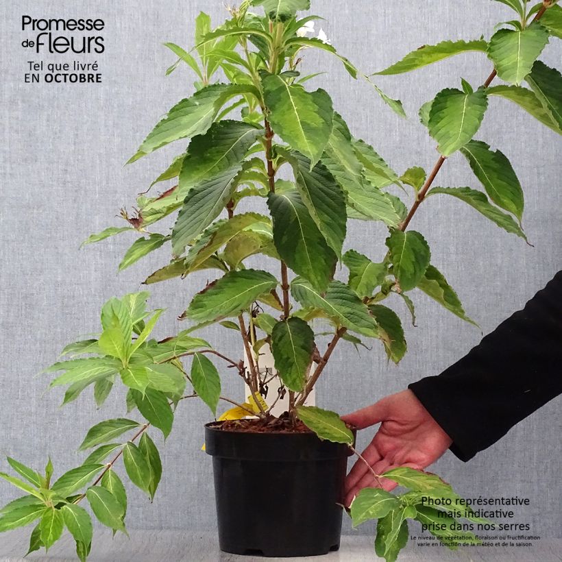 Ejemplar de Weigela florida Milk and Honey Maceta 2L/3L entregado en otoño