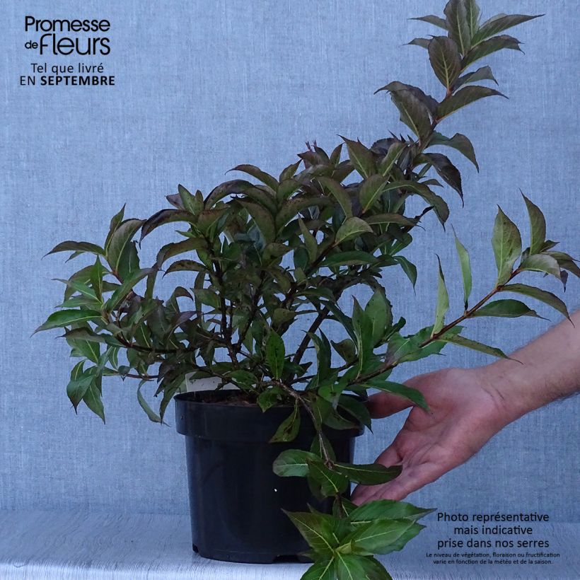 Ejemplar de Weigela Minuet - Veigela Maceta 2L/3L entregado en otoño