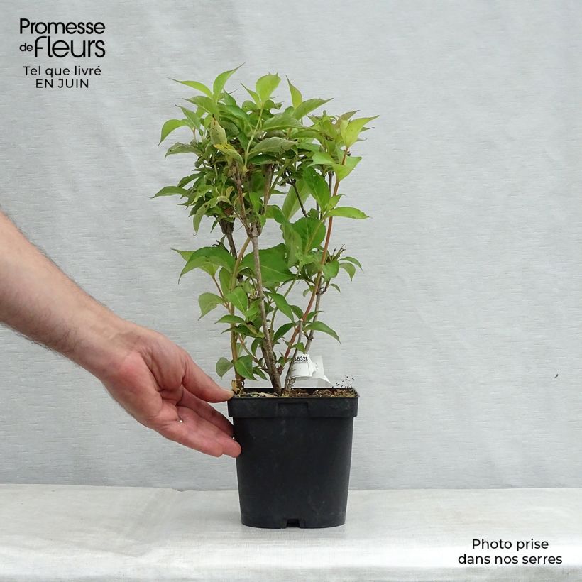 Ejemplar de Weigela Stelzneri - Veigela Maceta 2L/3LAltura de entrega aprox. 30/40cm entregado en verano