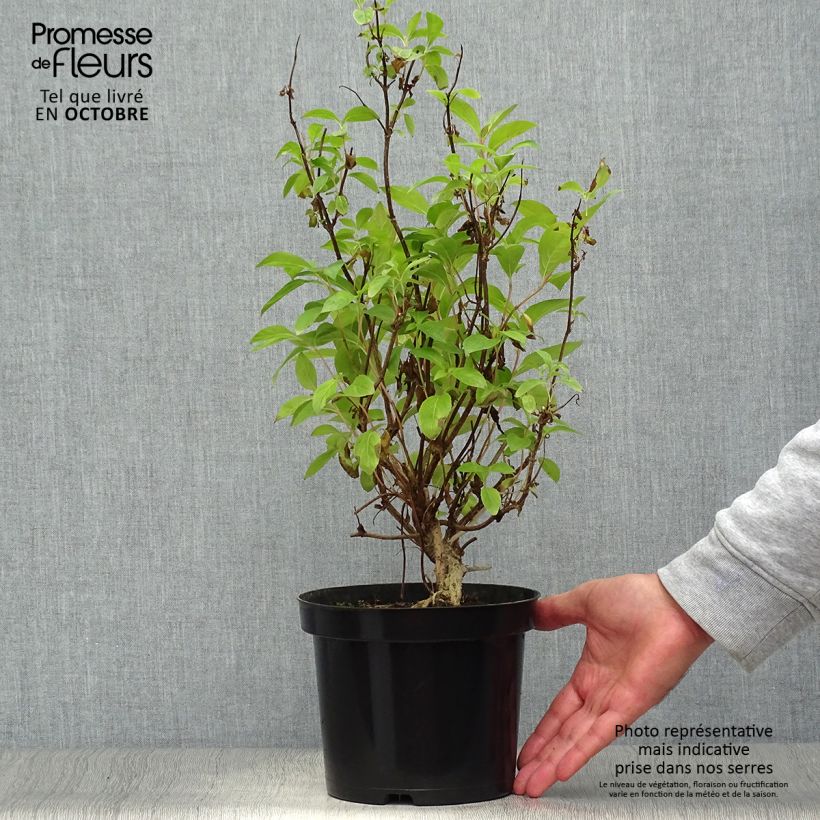 Ejemplar de Weigela Wings of Fire - Veigela Maceta 3L/4L entregado en otoño