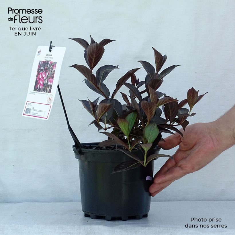 Ejemplar de Weigela Alexandra - Veigela Maceta 3L/4LAltura de entrega aprox. 40/50cm entregado en verano