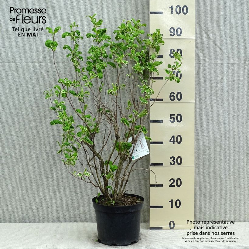 Weigela florida Caricature - Weigélia Pot de 5L Ejemplar entregado en la primavera
