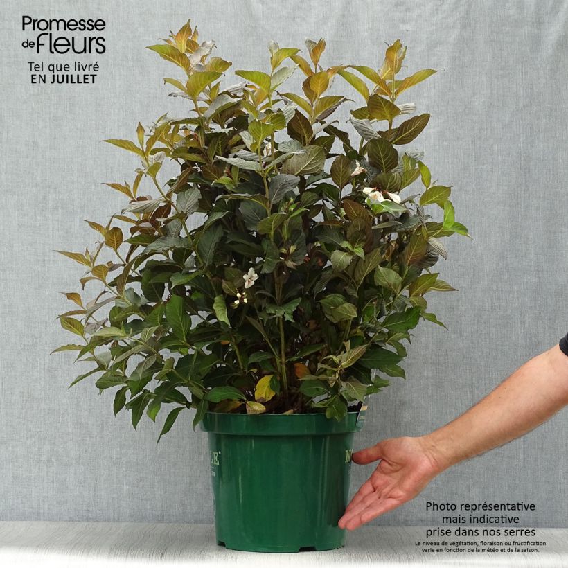 Ejemplar de Weigela Ebony and Ivory - Veigela Maceta 7,5L/10LAltura de entrega aprox. 50/60cm entregado en verano