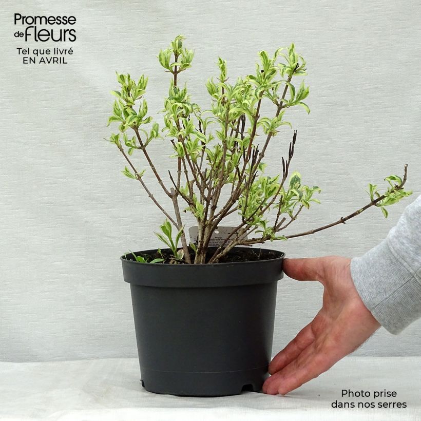 Weigela florida Magical Rainbow Pot de 3L/4L Ejemplar entregado en la primavera