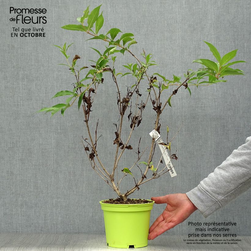 Ejemplar de Weigela florida Marjorie Maceta 2L/3L entregado en otoño