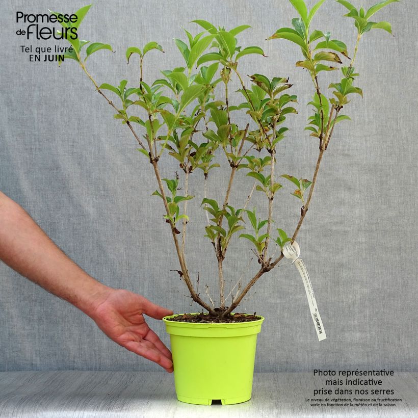 Ejemplar de Weigela florida Marjorie Pot de 2L/3L entregado en verano