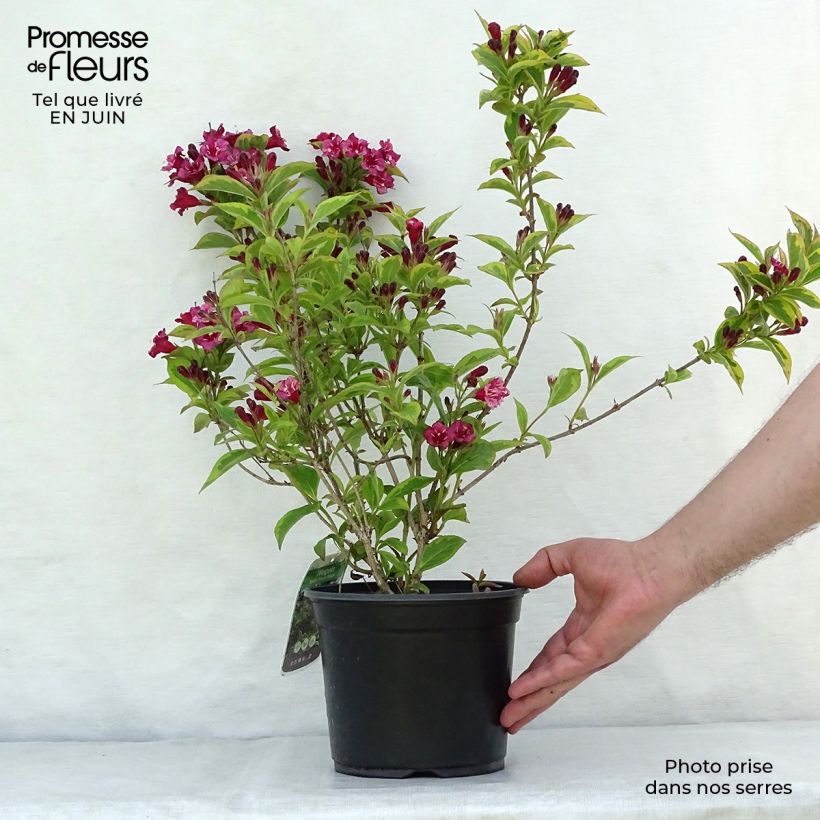 Ejemplar de Weigela florida Brigela Pot de 2L/3LHauteur livrée env. 30/40cm entregado en verano