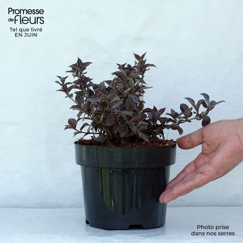 Ejemplar de Weigela florida Nana Purpurea - Weigélia pourpre nain  Pot de 3L/4L entregado en verano