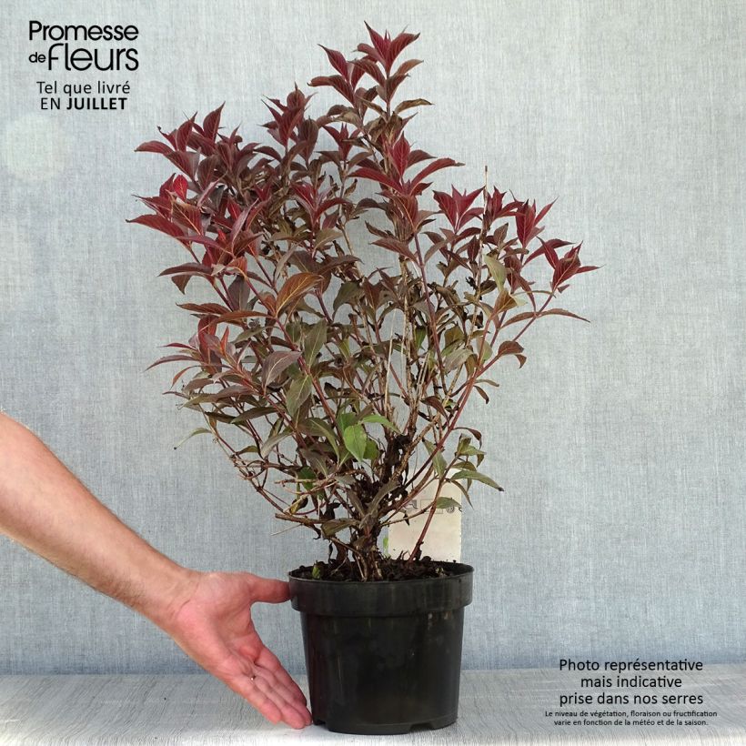 Ejemplar de Weigela florida Naomi Campbell en pot de 2L/3L entregado en verano